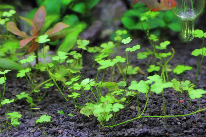 植栽から18日目　オーストラリアン ノチドメ